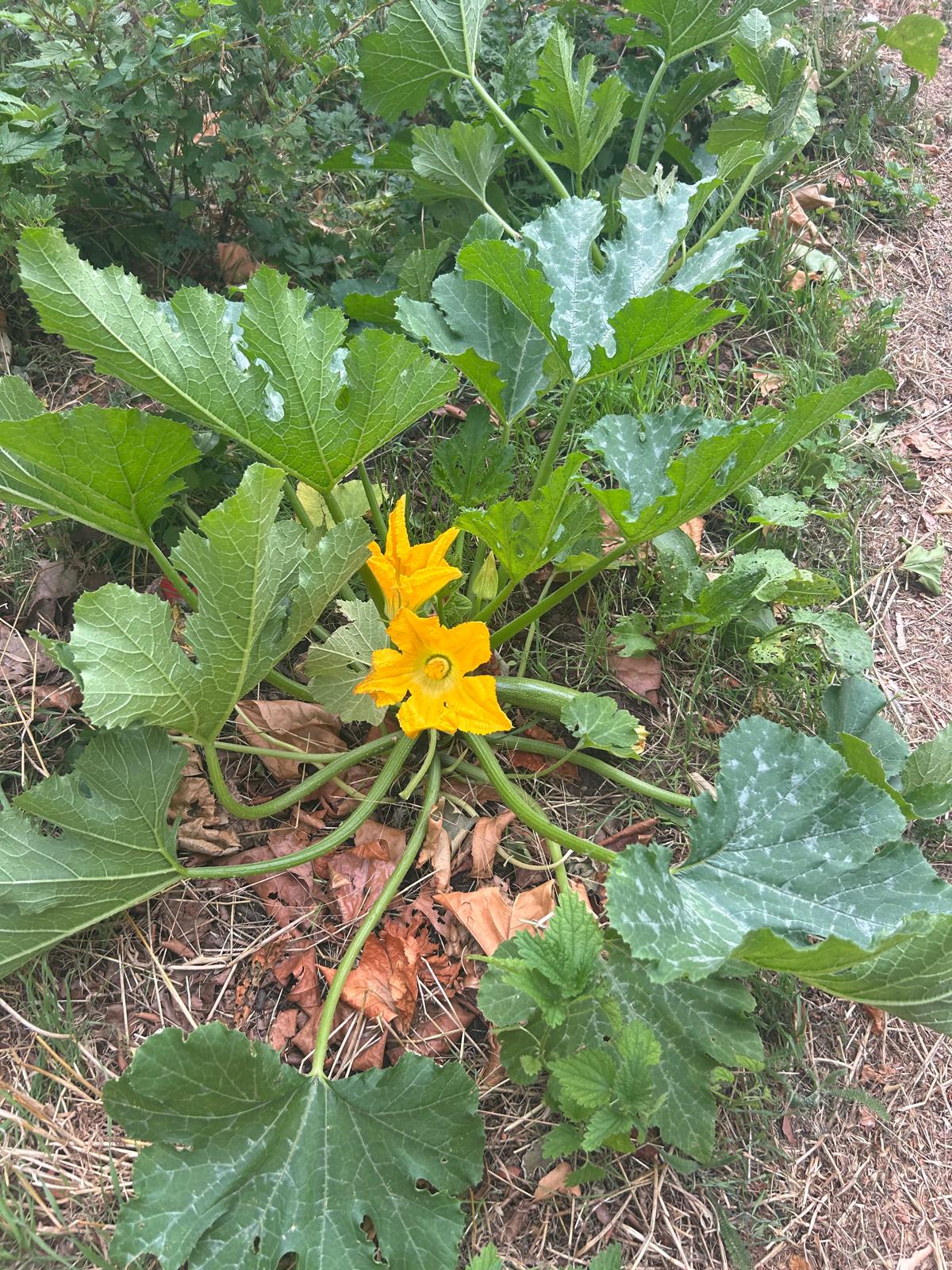 There's always a courgette waiting to be picked
